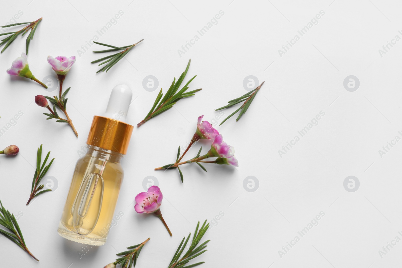 Photo of Flat lay composition with bottle of natural tea tree oil on white background