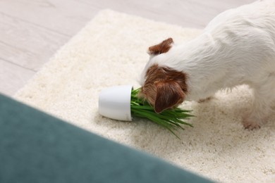 Photo of Cute dog near overturned houseplant on rug indoors. Space for text