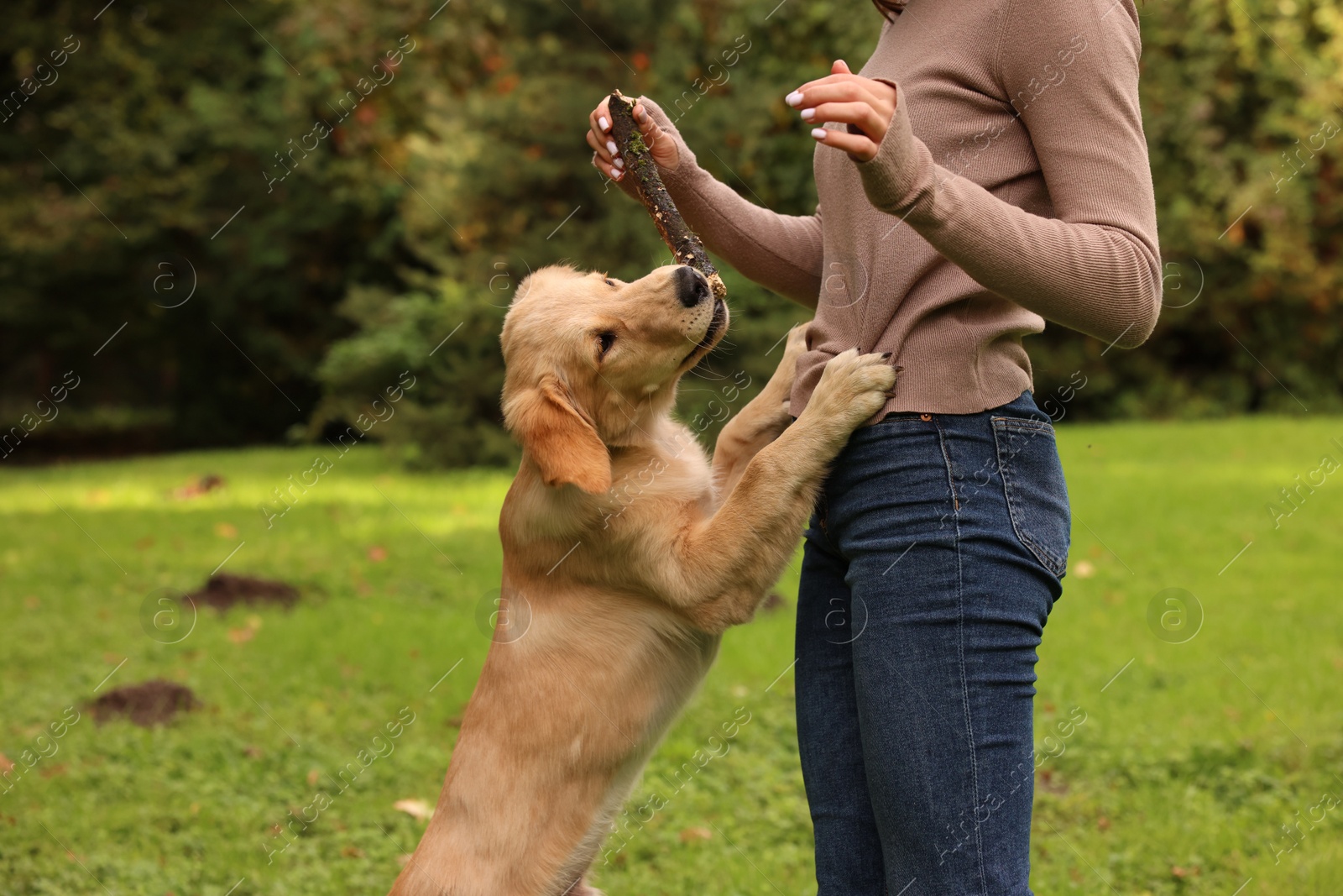 Photo of Woman playing with adorable Labrador Retriever puppy on green grass in park, closeup