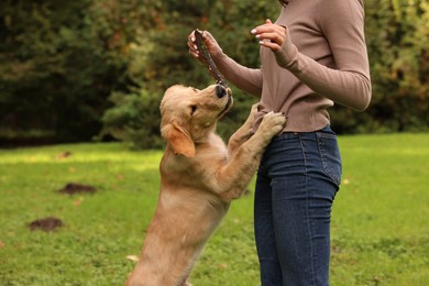 Woman playing with adorable Labrador Retriever puppy on green grass in park, closeup