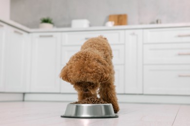 Photo of Cute Maltipoo dog feeding from metal bowl on floor in kitchen. Lovely pet