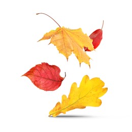 Image of Different autumn leaves falling on white background