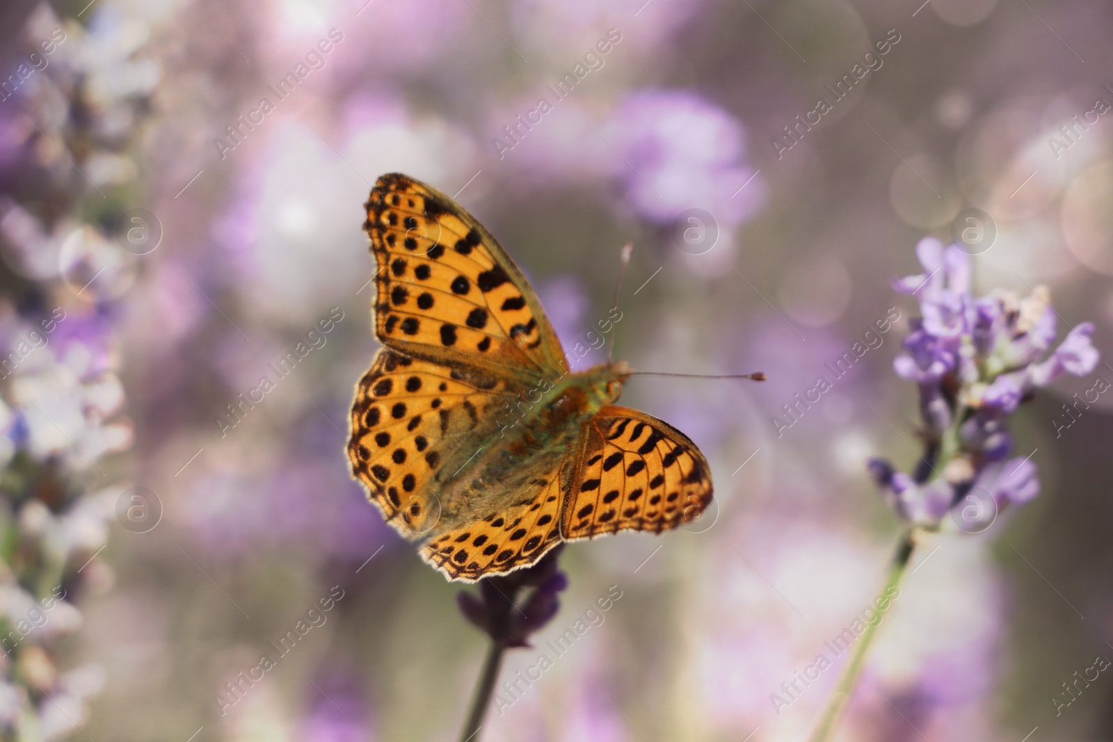 Photo of Beautiful butterfly in lavender field on summer day, closeup