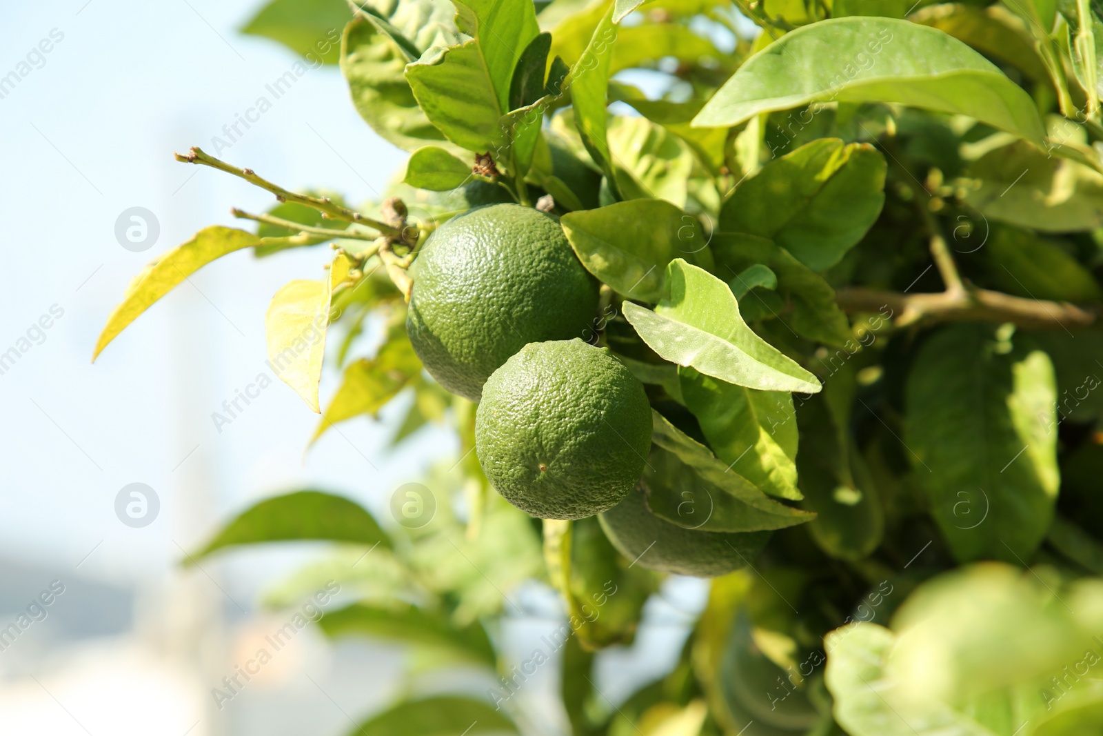 Photo of Unripe green tangerines growing on tree outdoors, space for text. Citrus fruit