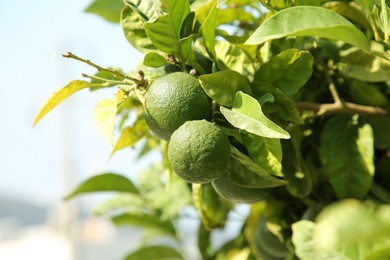 Unripe green tangerines growing on tree outdoors, space for text. Citrus fruit