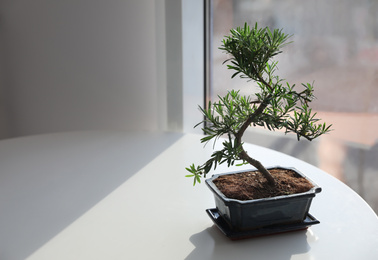 Photo of Japanese bonsai plant on light table indoors, space for text. Creating zen atmosphere at home