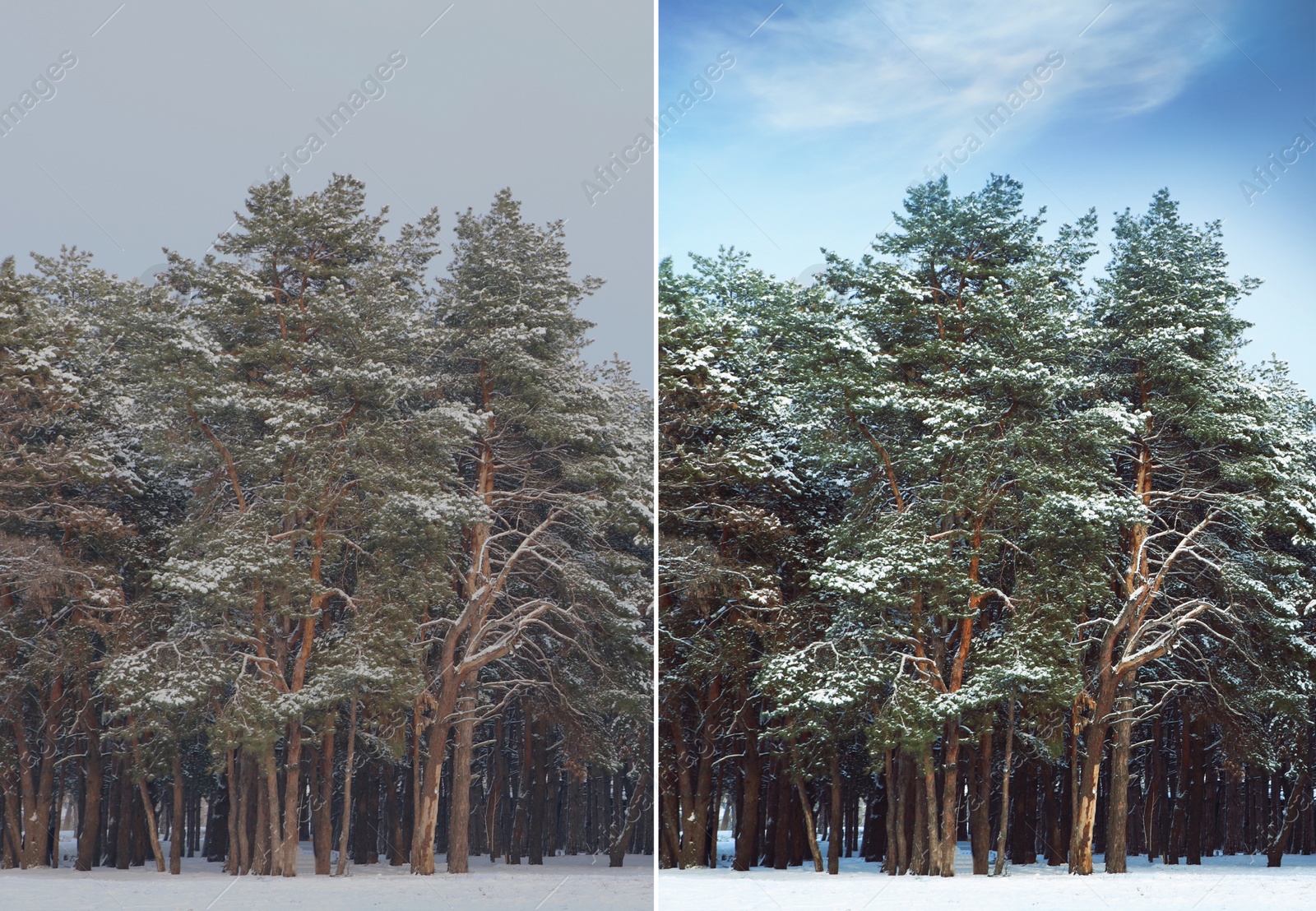Image of Photo before and after retouch, collage. Picturesque view of beautiful forest covered with snow