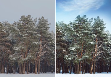 Photo before and after retouch, collage. Picturesque view of beautiful forest covered with snow