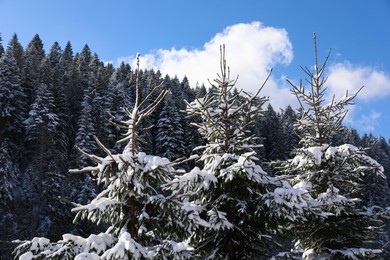 Photo of Coniferous trees covered with snow outdoors on winter day