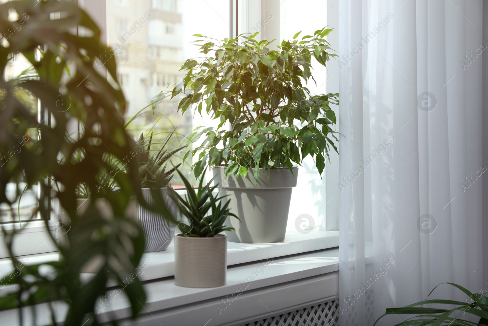 Photo of Many different houseplants on windowsill indoors. Interior design