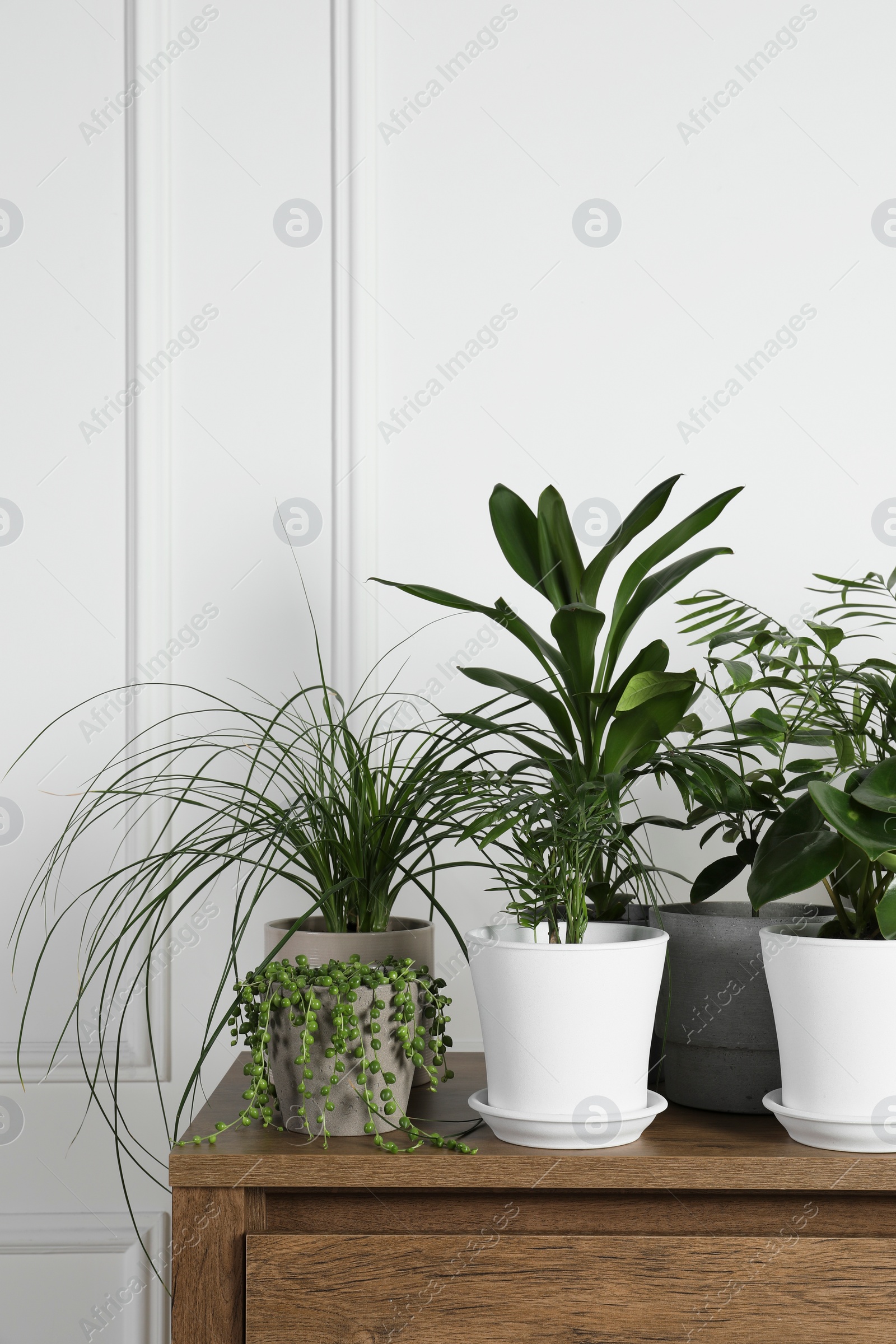 Photo of Many beautiful green potted houseplants on wooden table indoors
