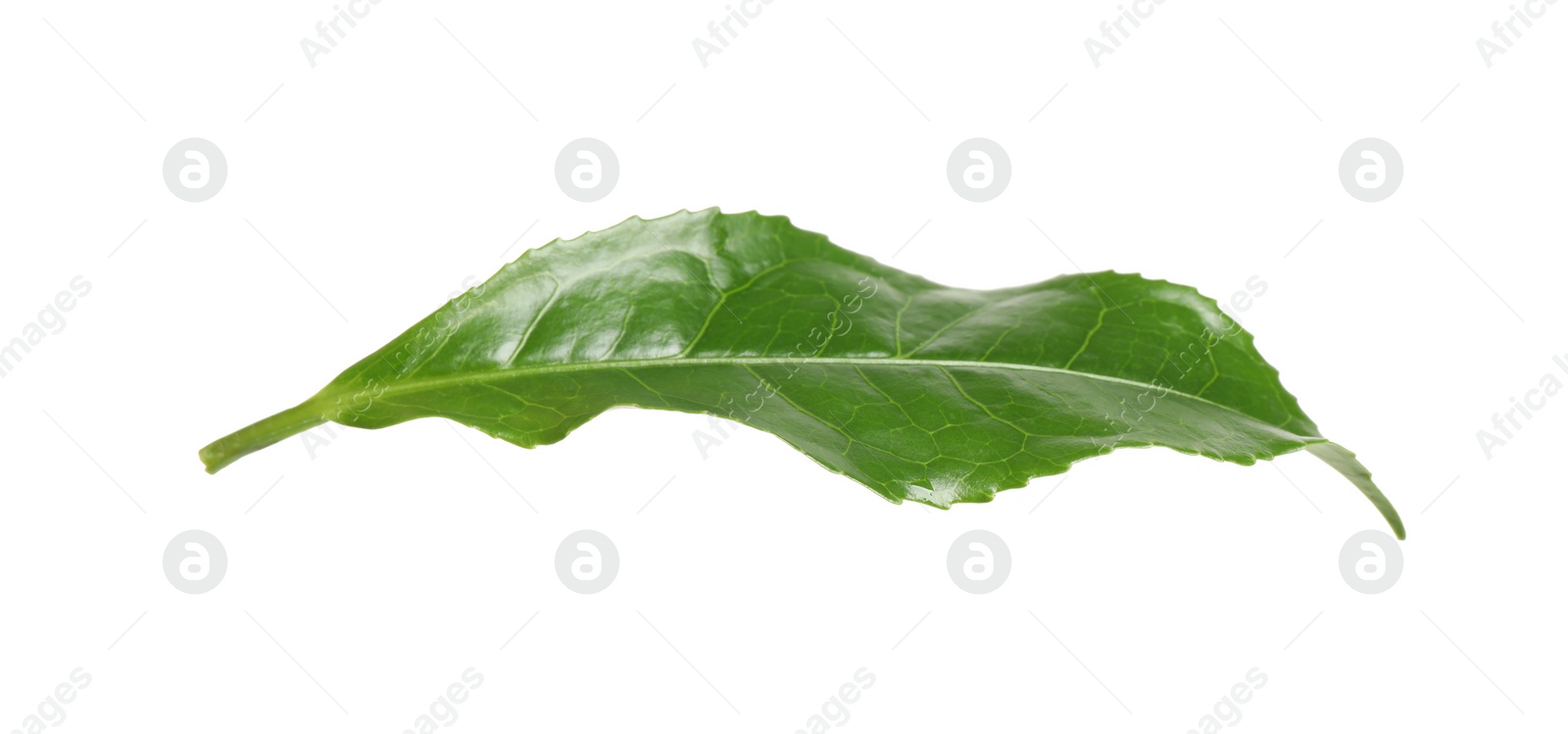 Photo of Green leaf of tea plant isolated on white