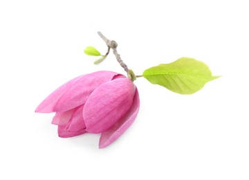 Beautiful pink magnolia flower isolated on white