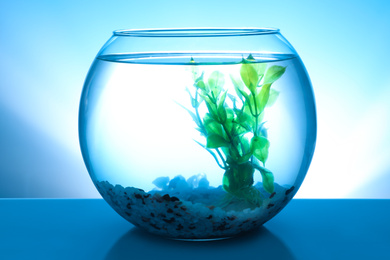Photo of Glass fish bowl with clear water, plant and decorative pebble on blue background