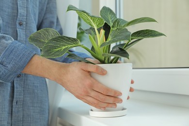 Woman with beautiful houseplant near window indoors, closeup