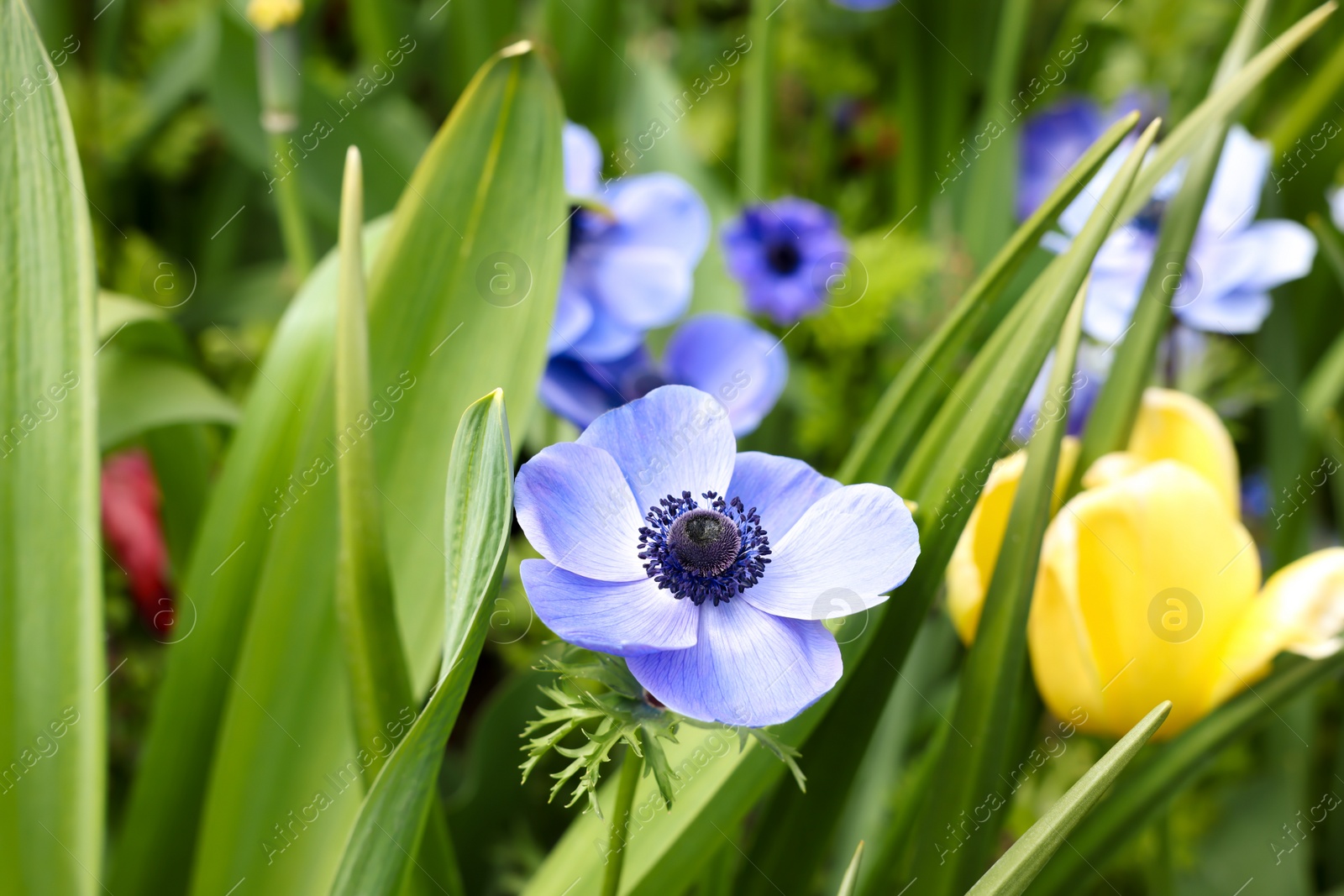 Photo of Beautiful flowers growing outdoors, closeup. Spring season