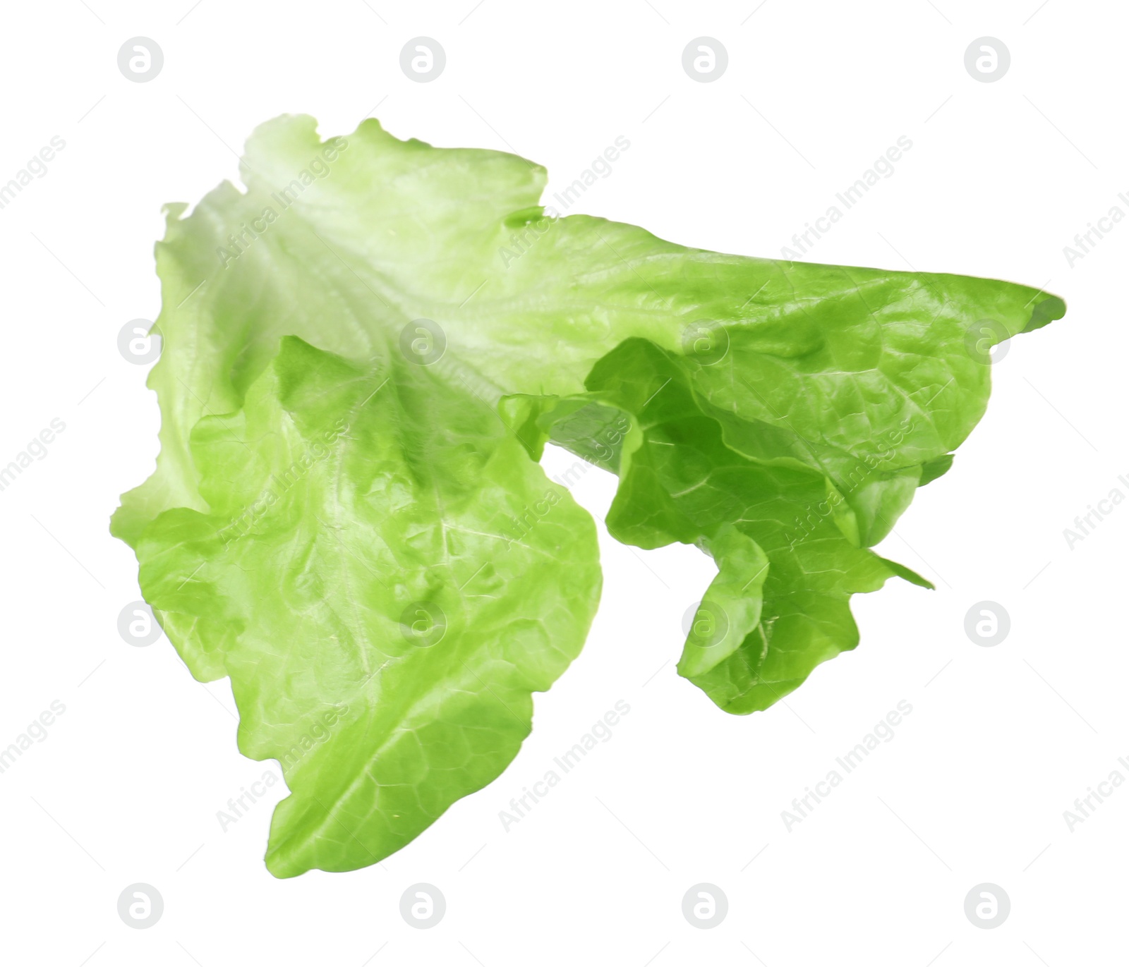 Photo of Leaf of fresh lettuce for burger isolated on white