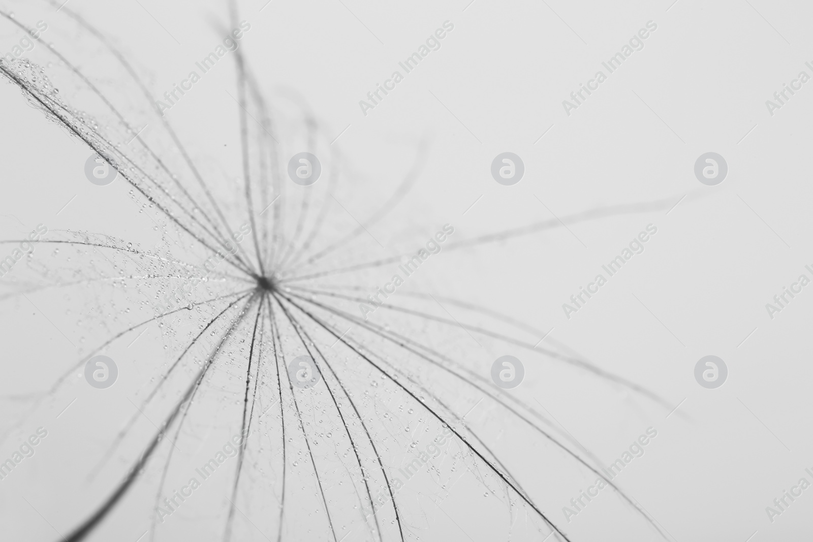 Photo of Dandelion seed on grey background, close up. Black and white effect