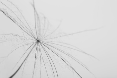 Photo of Dandelion seed on grey background, close up. Black and white effect