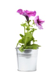 Photo of Petunia in metal flower pot isolated on white