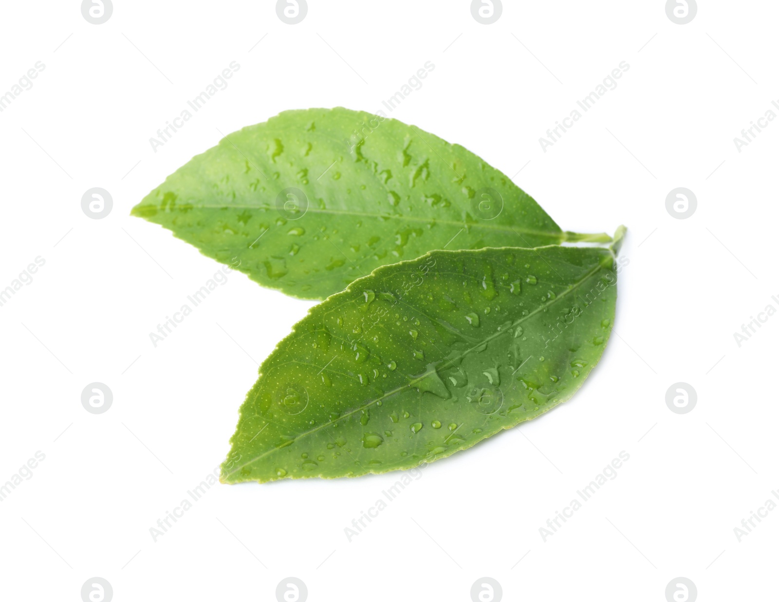 Photo of Fresh green citrus leaves with water drops isolated on white