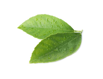 Photo of Fresh green citrus leaves with water drops isolated on white
