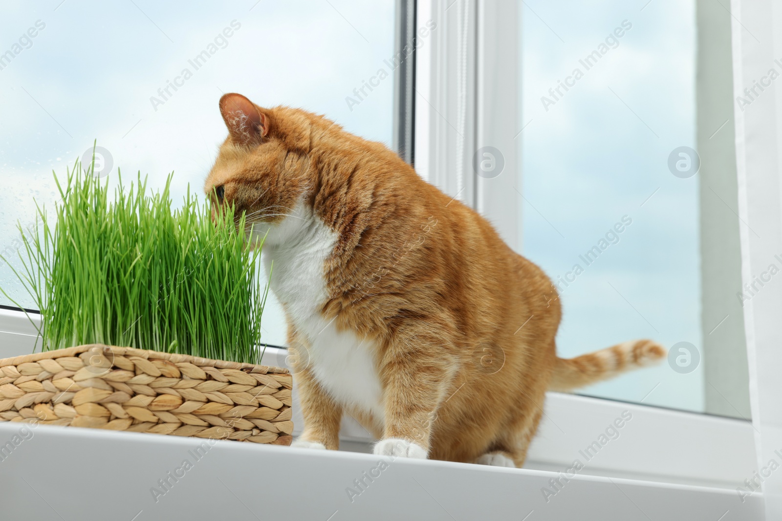 Photo of Cute ginger cat near green grass on windowsill indoors