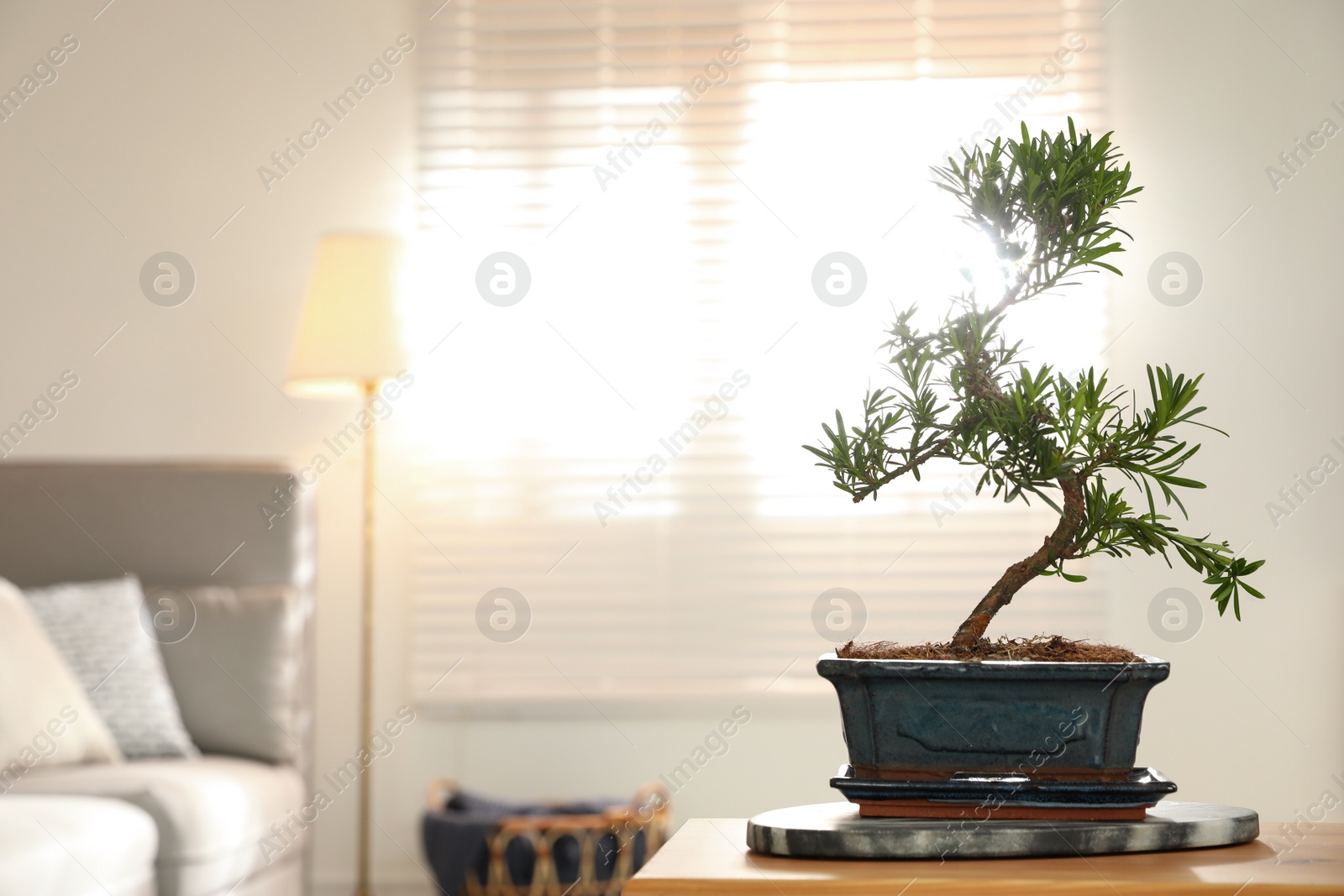 Photo of Japanese bonsai plant on table in living room, space for text. Creating zen atmosphere at home