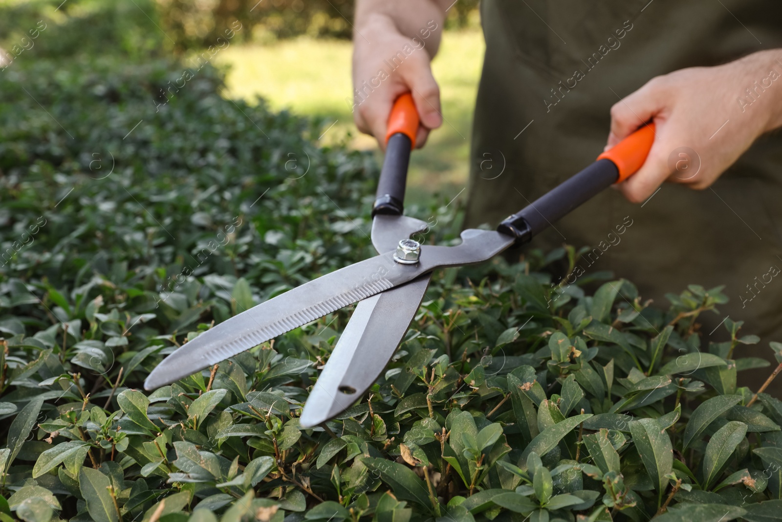 Photo of Man trimming green bush, closeup. Gardening time