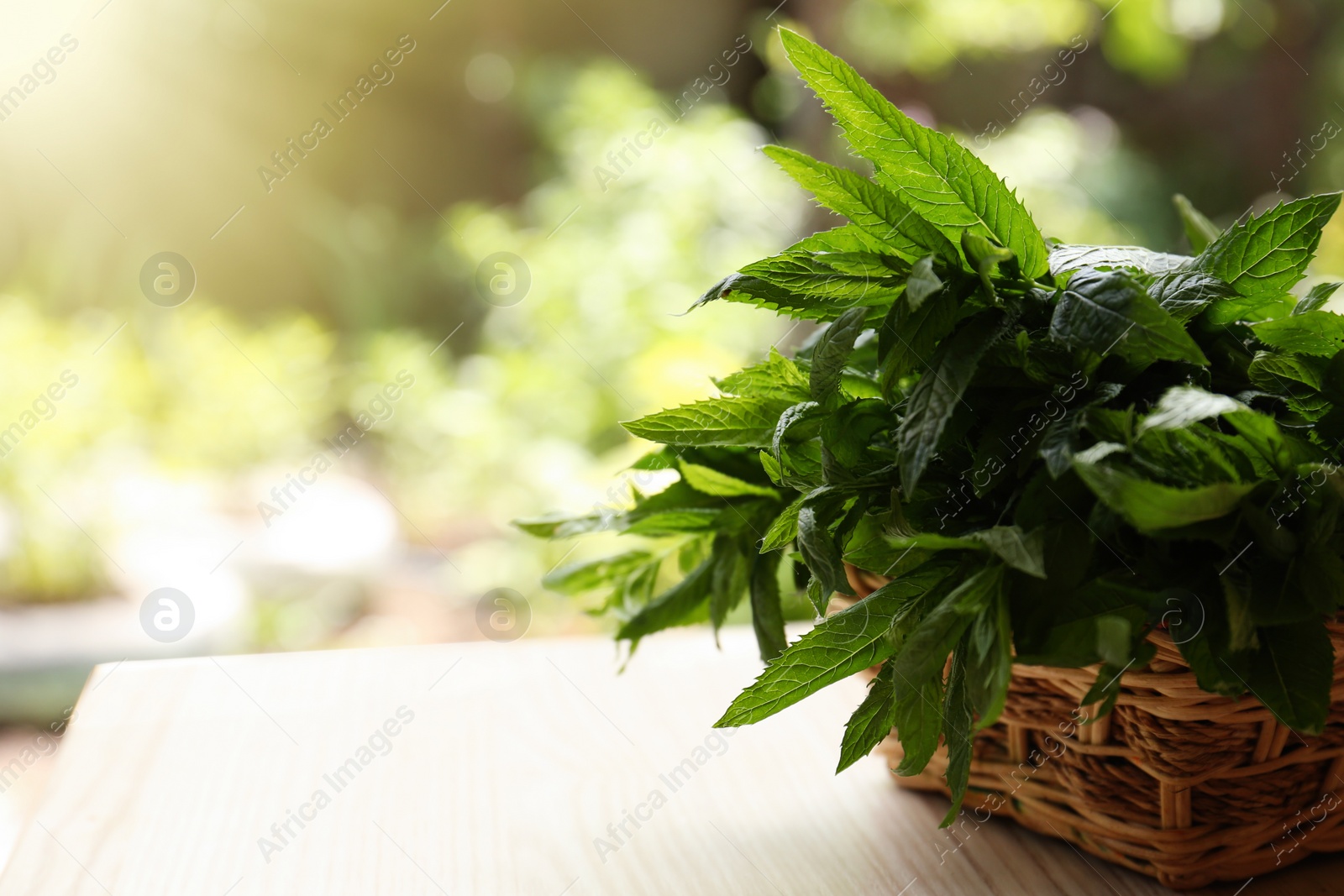 Photo of Beautiful green mint in wicker basket on white wooden table outdoors, space for text