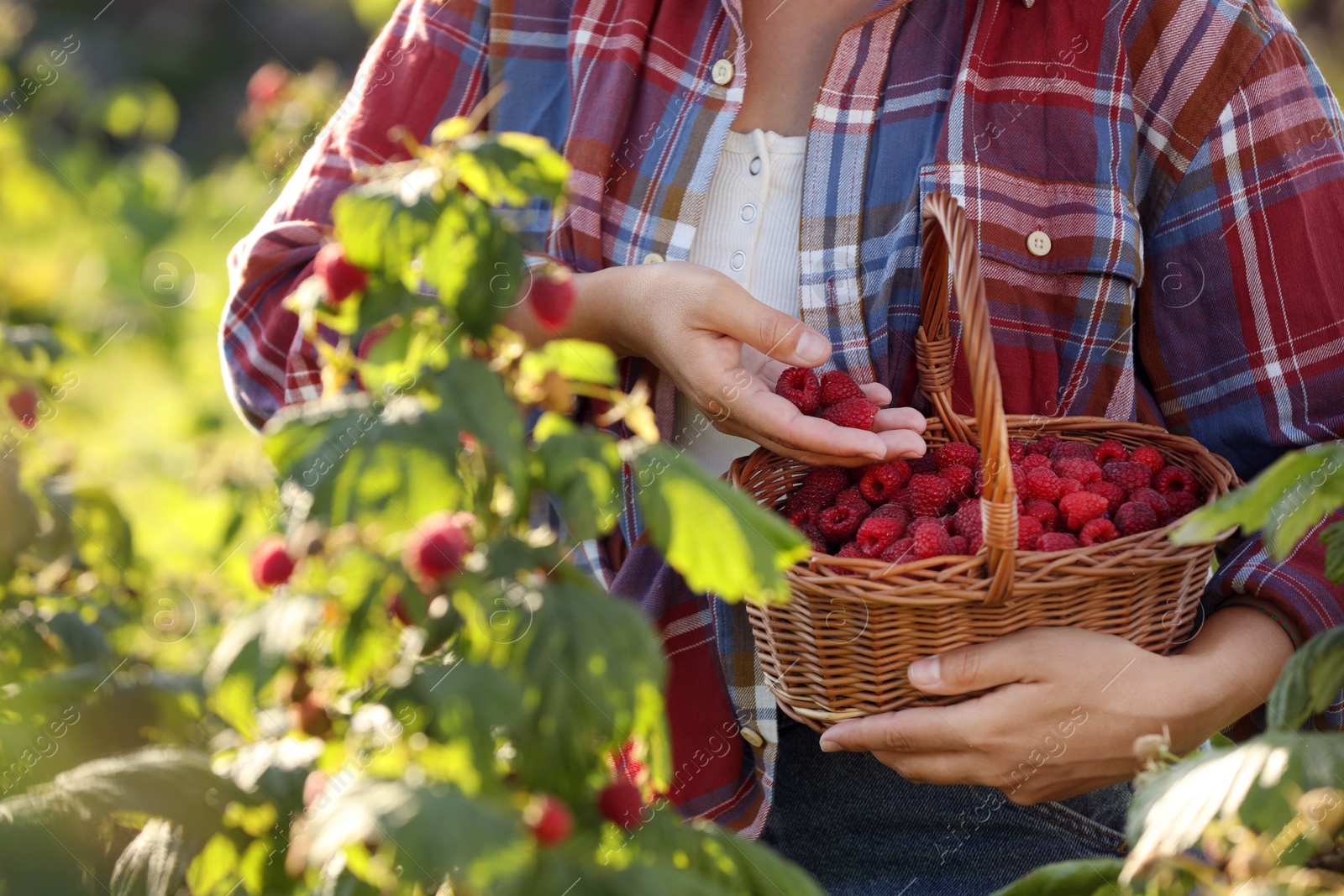 Photo of Woman holding wicker basket with ripe raspberries outdoors, closeup