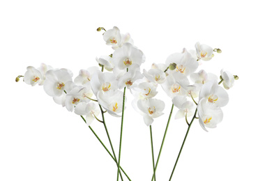 Image of Set of beautiful tropical orchid flowers on white background