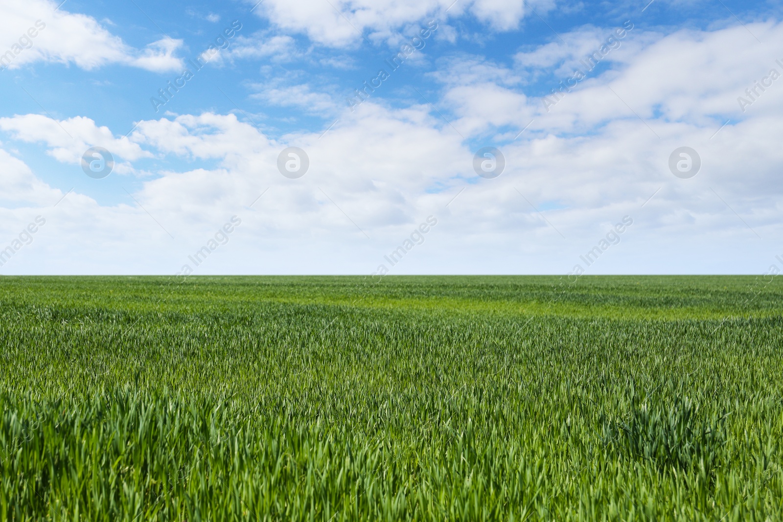 Photo of Beautiful view of agricultural field with ripening cereal crop