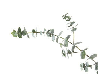 Photo of Eucalyptus branch with fresh green leaves on white background