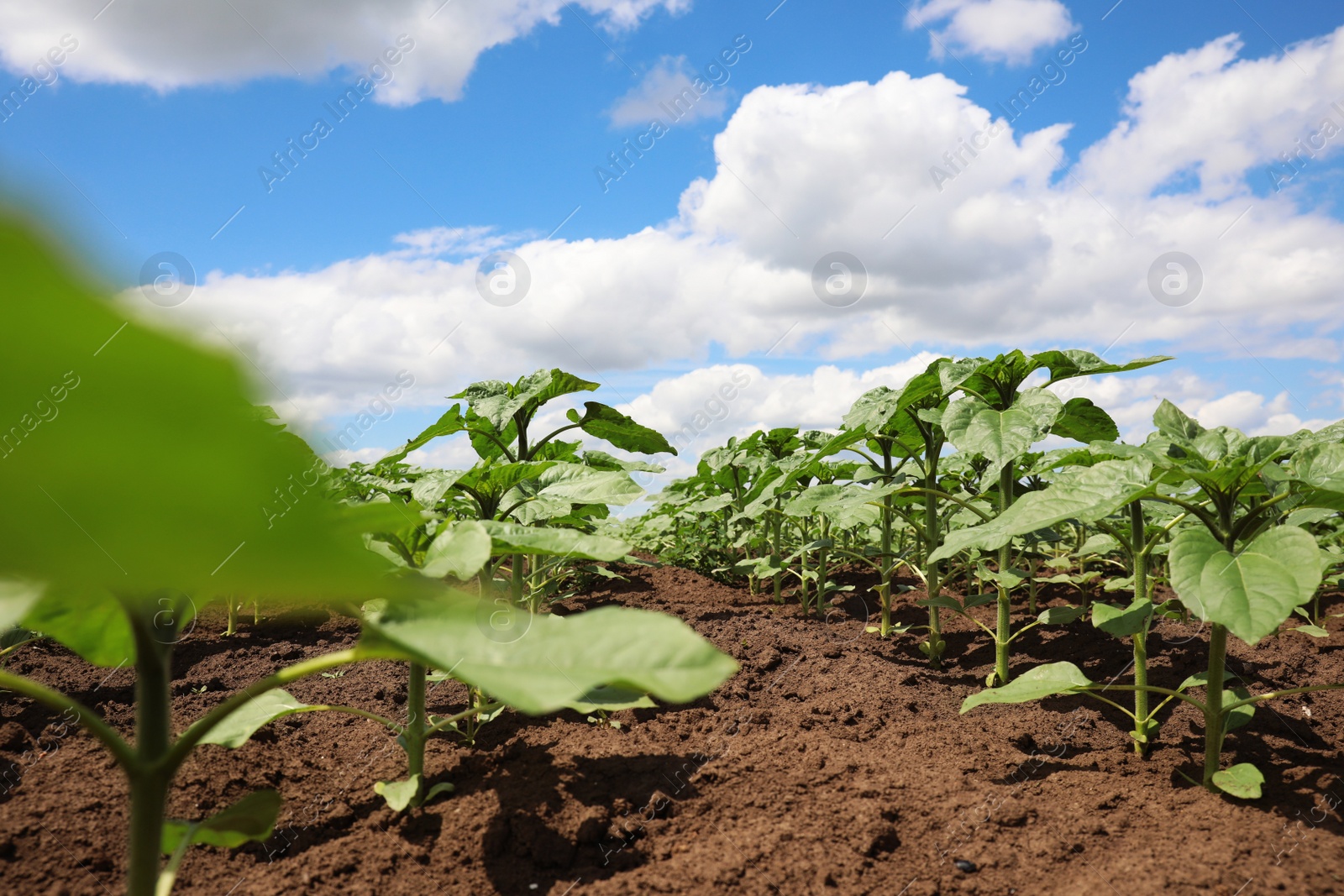 Photo of Agricultural field with young sunflower plants on sunny day
