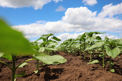 Photo of Agricultural field with young sunflower plants on sunny day
