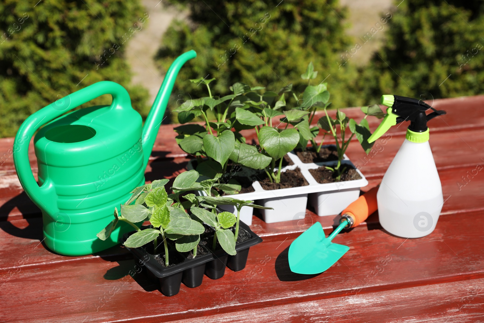 Photo of Seedlings growing in plastic containers, watering can, spray bottle and trowel on wooden table outdoors