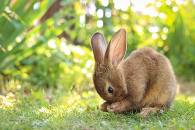 Photo of Cute fluffy rabbit on green grass outdoors. Space for text