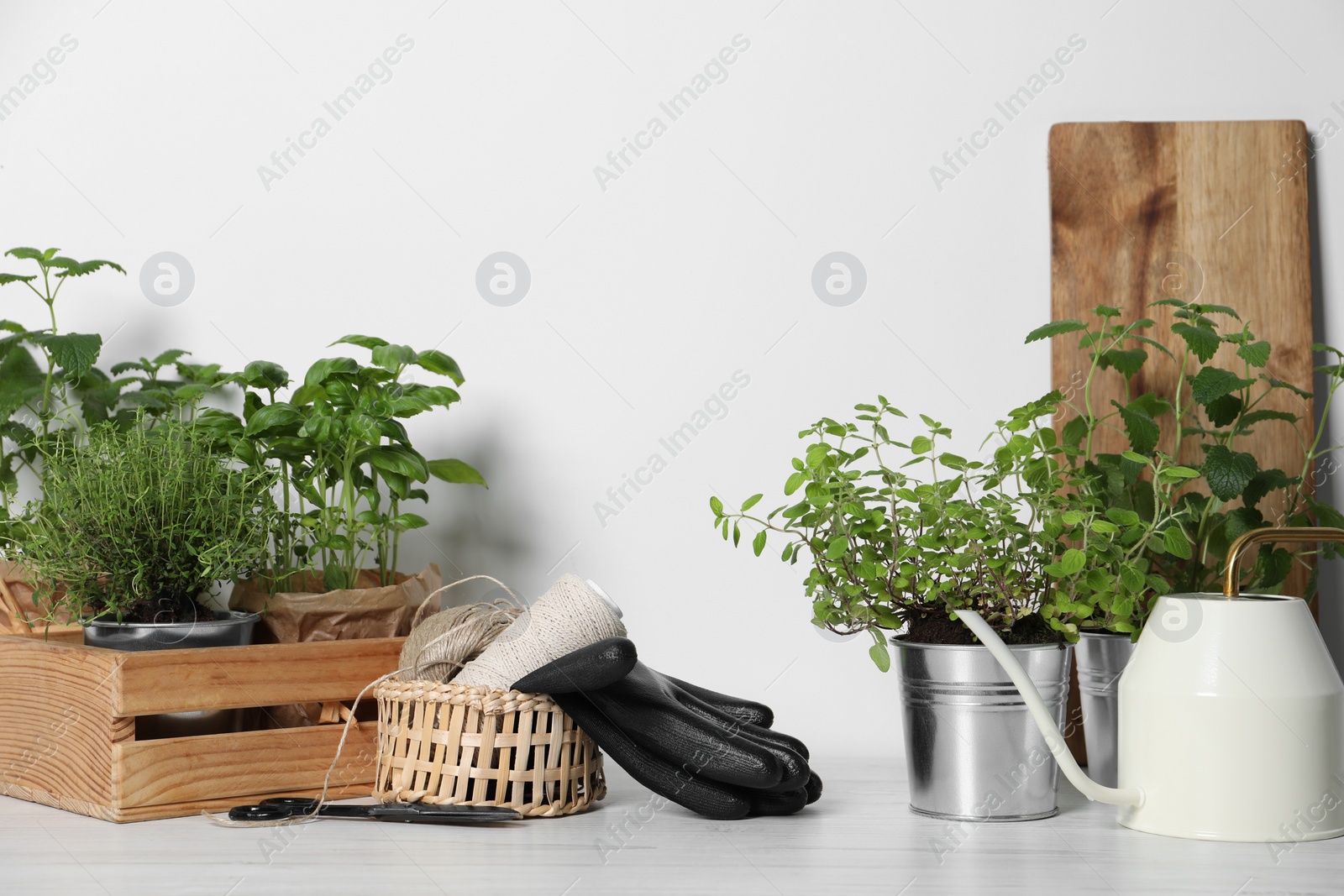 Photo of Different aromatic potted herbs, treads, scissors, gloves and watering can on white wooden table