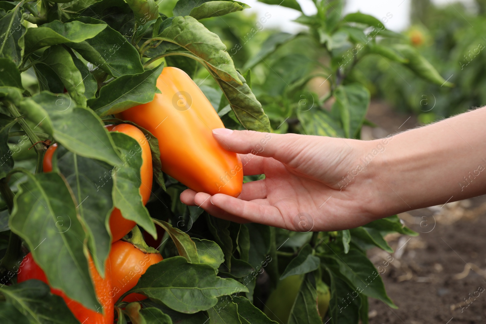 Photo of Farmer picking bell pepper from bush in field, closeup. Harvesting time