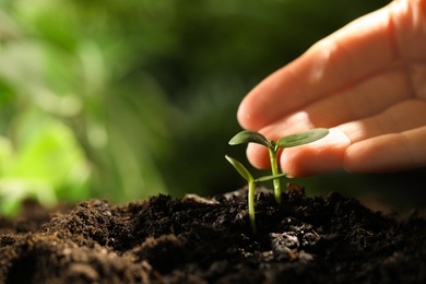 Woman examine young green seedling in soil outdoors, closeup