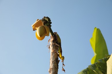 Photo of Fresh banana plant growing against blue sky, low angle view
