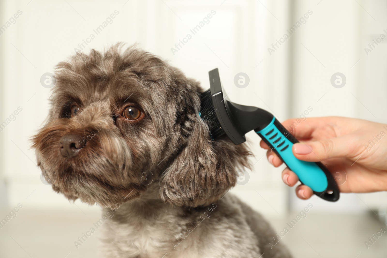 Photo of Woman brushing cute Maltipoo dog indoors, closeup. Lovely pet