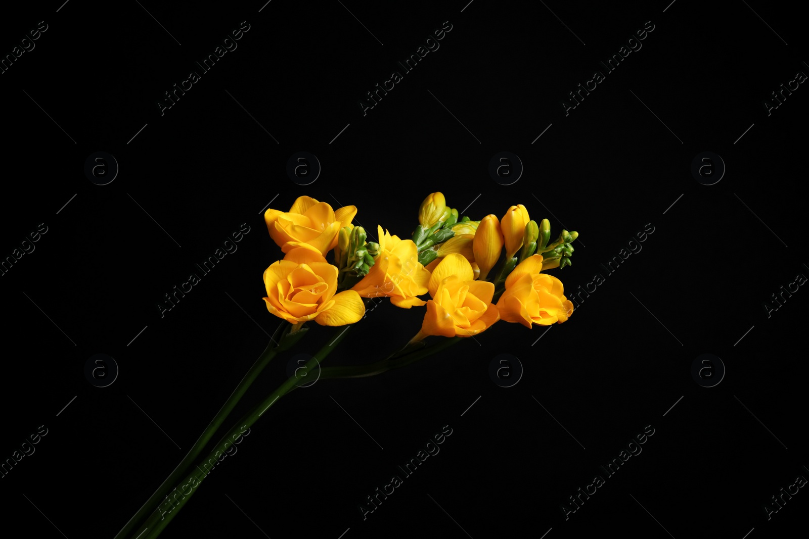 Photo of Beautiful yellow freesia flowers on black background