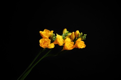 Beautiful yellow freesia flowers on black background