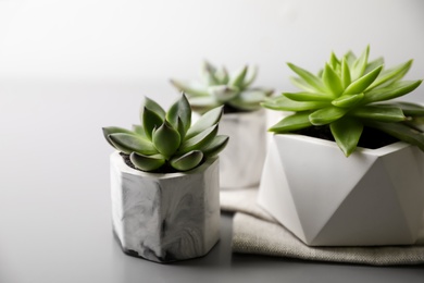 Photo of Beautiful potted succulents on light grey table, closeup