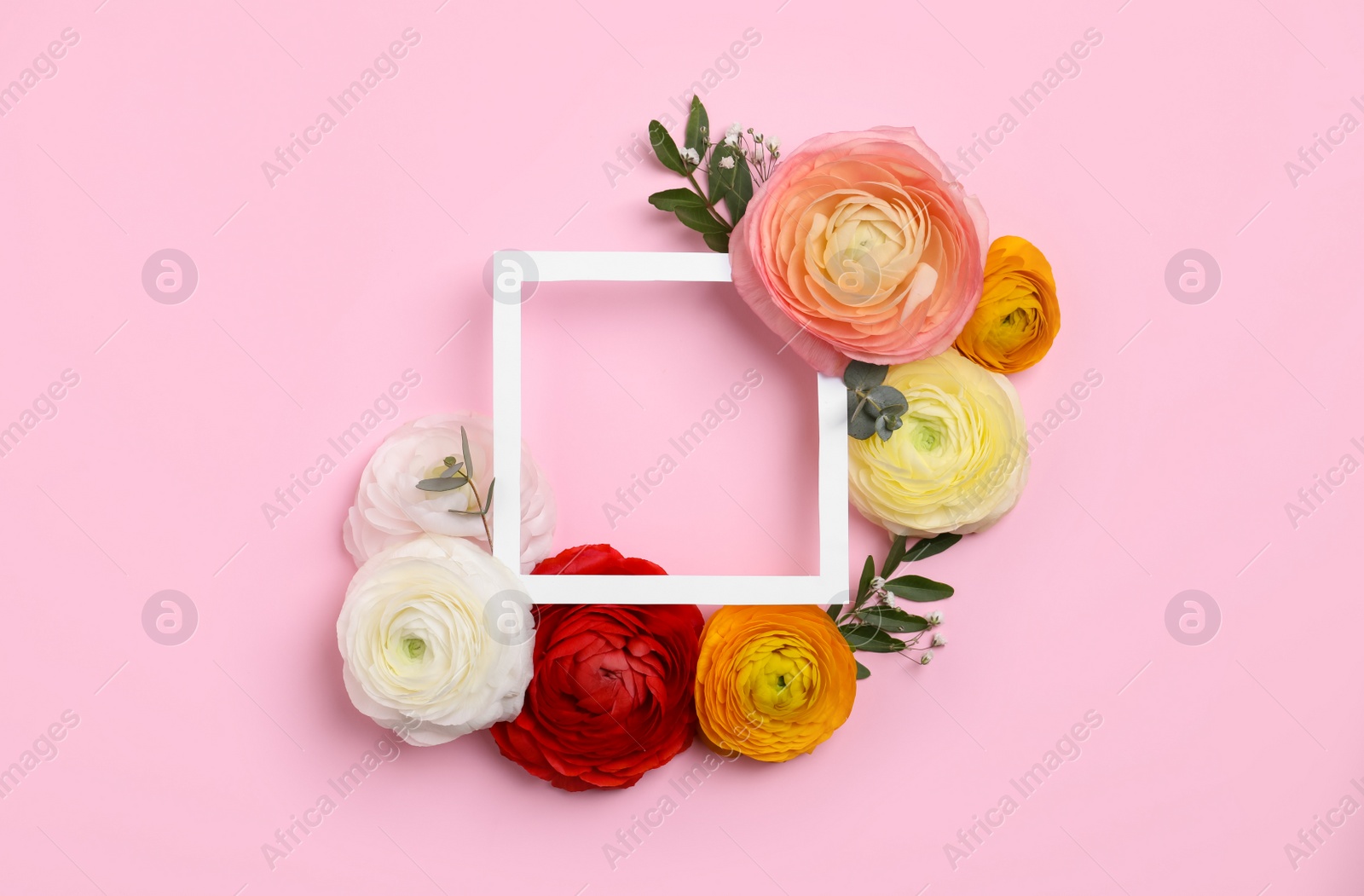 Photo of Frame and beautiful ranunculus flowers on pink background, flat lay. Space for text