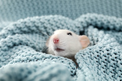 Photo of Cute small rat wrapped in soft knitted blanket