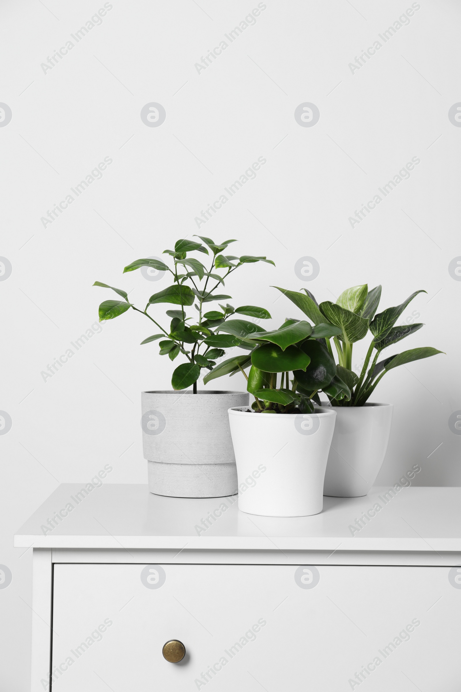 Photo of Many different houseplants in pots on chest of drawers near white wall, space for text