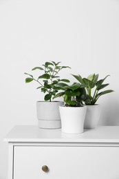 Photo of Many different houseplants in pots on chest of drawers near white wall, space for text